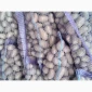 Продажа картофеля сорт Коломбо и Ред Леди - фото № 2
