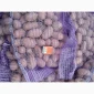 Продажа картофеля сорт Коломбо и Ред Леди - фото № 10