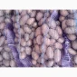 Продажа картофеля сорт Коломбо и Ред Леди - фото № 9