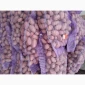 Продажа картофеля сорт Коломбо и Ред Леди - фото № 7