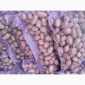 Продажа картофеля сорт Коломбо и Ред Леди - фото № 11