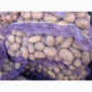 Продажа семенного картофеля сорта Ривьера - фото № 3