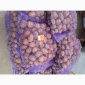 Продажа картофеля сорт Коломбо и Ред Леді - фото № 1