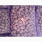 Продажа картофеля сорт Коломбо и Ред Леді - фото № 3
