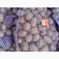 Продажа картофеля сорт Коломбо и Ред Леді - фото № 12