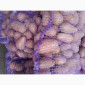 Продажа картофеля сорт Коломбо, Сузанна и Ред Леди - фото № 4