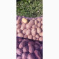 Продаж картоплі сорт Гранада та Белороса - фото № 4