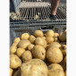 Продажа картофеля различных сортов - фото № 1