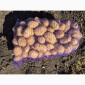 Продажа картофеля различных сортов - фото № 3