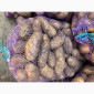 Куплю картоплю Бела Роса, Гренада, Тайфун - фото № 2
