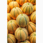 Продаж насіння дині Ефіопка - фото № 1