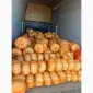 Гарбузи різних сортів на продаж - фото № 4