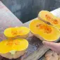 Гарбузи різних сортів на продаж - фото № 1