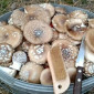 Сушені мухомори пантерні на продаж - фото № 5