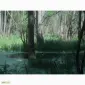 Настойка лікувального гриба "Веселка" 1л - фото № 4