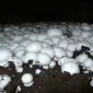Свіжі шампіньони власного виробництва оптом - фото № 1