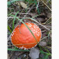 Продаж сухих шляпок червоного мухомора - фото № 2