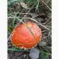 Продаются сухие шляпки красного мухомора - фото № 2