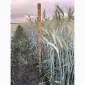 Тритикале озиме Велетень - фото № 2