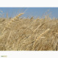 Семена жито Харьківське 98 - фото № 2