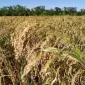 Продам насіння проса еліта сорт Полтавське золотисте із сертефікатом - фото № 1
