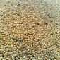 Куплю желтое просо на постоянной основе - фото № 1