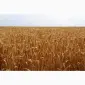 Продается семена ярового ячменя сорт Себастьян 1-Р - фото № 1