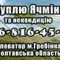 Купуємо ячмінь на постійній основі на вигідних умовах - фото № 1