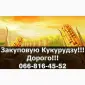 Закупівля кукурудзи оптом за конкурентними цінами - фото № 1