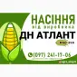 Гібрид кукурудзи ДН Атлант (ФАО 290) від виробника - фото № 1