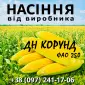 Насіння кукурудзи ДН Корунд ФАО 250 від виробника Agro_Exprt - фото № 1