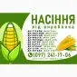 Качественное семя кукурузы от производителя в Харькове - фото № 1