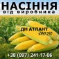 Насіння кукурудзи ДН Атлант ФАО 290 від виробника - фото № 1
