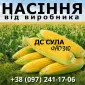 Насіння кукурудзи ДС Сула / від виробника / ФАО 310 - фото № 1