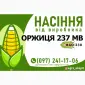 Гибрид кукурузы Оржиця 237 МВ (ФАО 230) от производителя - фото № 1