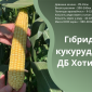 Семена кукурузы ДБ Хотин ФАО 280 от оригинатора - фото № 1
