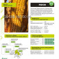 Насіння кукурудзи Ронін ФАО 330 – высокопродуктивный гибрид - фото № 1