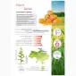 Насіння кукурудзи Рубен ФАО 300 з безкоштовною доставкою - фото № 1
