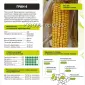 Насіння кукурудзи Гран 6 ФАО 300 – продаж - фото № 1