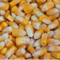 Закупка Кукурузы оптом в Львове - фото № 1