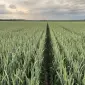 Насіння пшениці ярої Оксамит миронівський у продажу - фото № 1