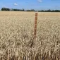 Насіння пшениці ярої Оксамит миронівський у продажу - фото № 2