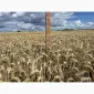 Пшеница м'якая озимая Слава Унави в продаже - фото № 1
