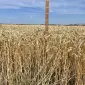 Насіння пшениці ярої сорту Божена - фото № 2