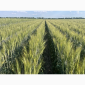 Пшеница мягкая озимая сорт "Слава Унави" - фото № 2
