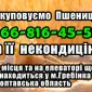 Закупаем пшеницу 2, 3 и 4 класса - фото № 1