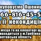 Закупаем пшеницу 2, 3, 4 класса - фото № 1