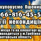 Закупаем пшеницу 2, 3, 4 класса - фото № 1