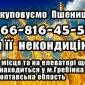 Закупаем пшеницу 2, 3, 4 класса - фото № 1