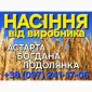 Насіння озимої пшениці Астарта у продажу - фото № 1